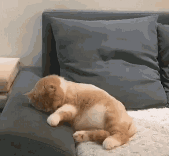Fat Cat Dreaming GIF