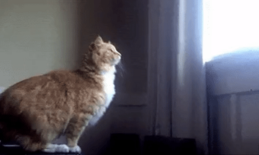 Fat Cat Epic Fail Jump GIF