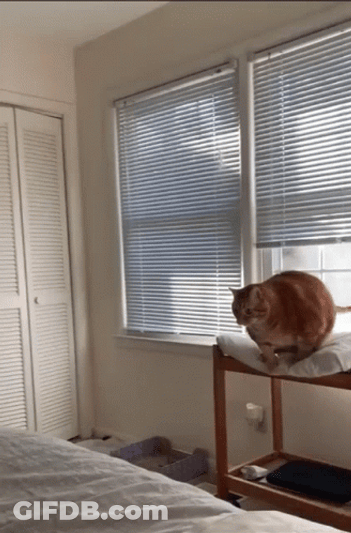 Fat Cat Fail To Jump GIF