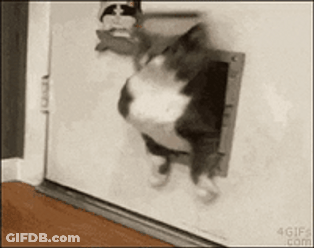 Fat Cat Get Stuck GIF