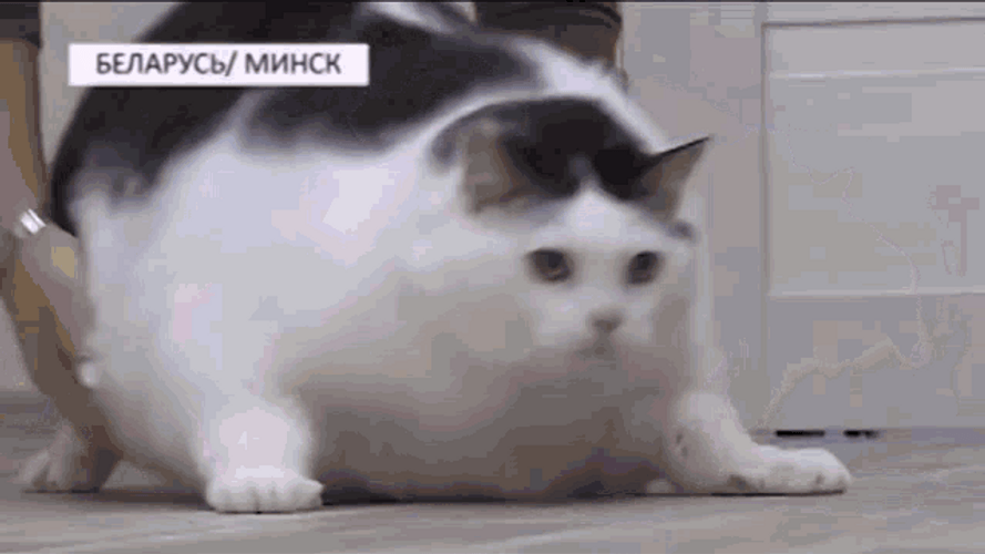 Fat Cat Hardly Walking GIF