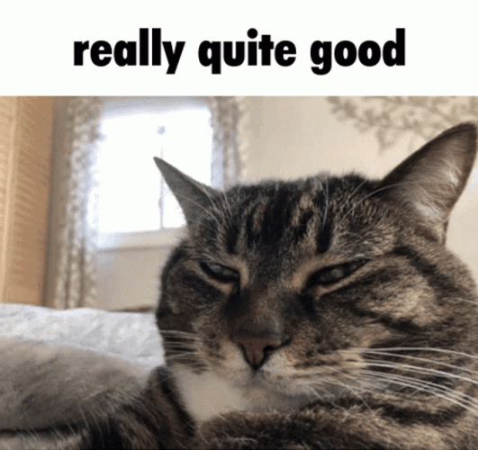 Fat Cat Quiet GIF