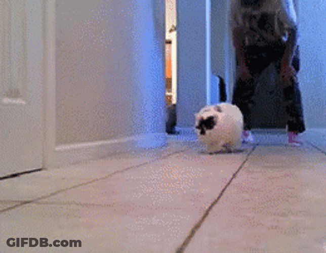 Fat Cat Running GIF
