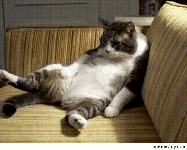 Fat Cat Sigh GIF