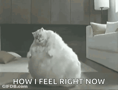 Fat Cat Sitting With How I Feel Now GIF