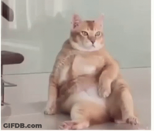Fat Cat Sitting With Legs Crossed GIF