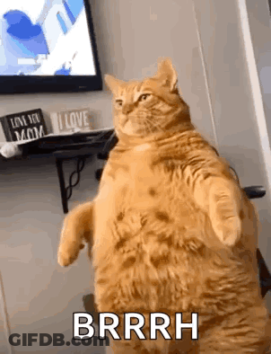 Fat Cat Standing On Hind Legs In Front Of TV GIF