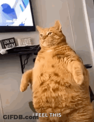 Fat Cat Standing Saying I Feel This GIF
