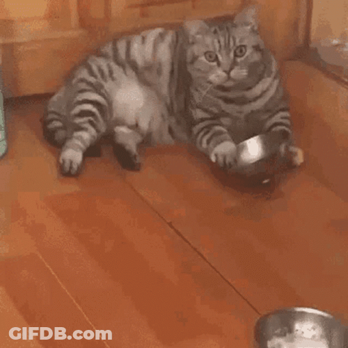 Fat Cat Starving GIF