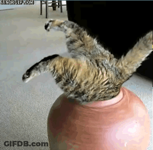 Fat Cat Stuck In A Jar GIF