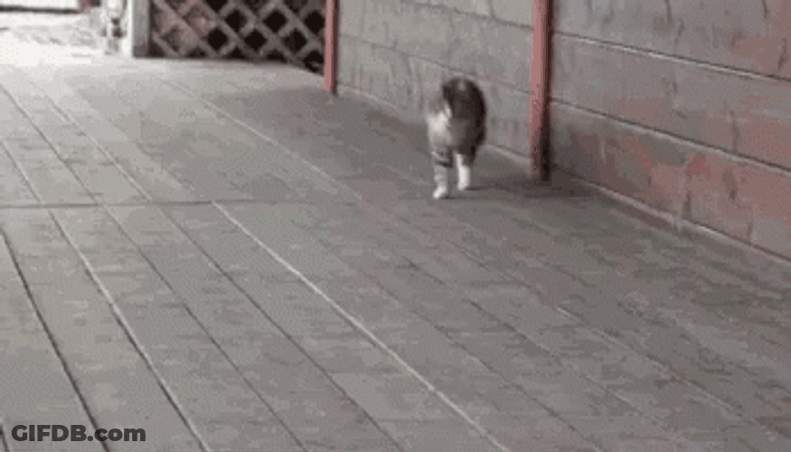 Fat Cat Walking Sneaky GIF