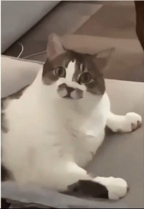 Fat Cat You Serious Clark GIF