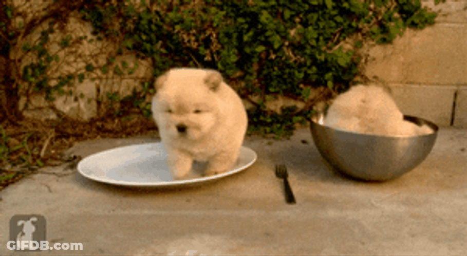 Fat Chow Inside The Bowl GIF