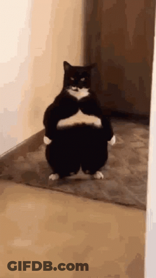 Fat Cute Cats Standing GIF