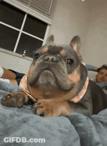 Fat Dog Almost Had A Thought GIF