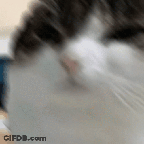 Fat Face Beluga Cat GIF