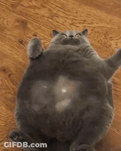 Fat Gray Cat Laying On Back Being Petted GIF