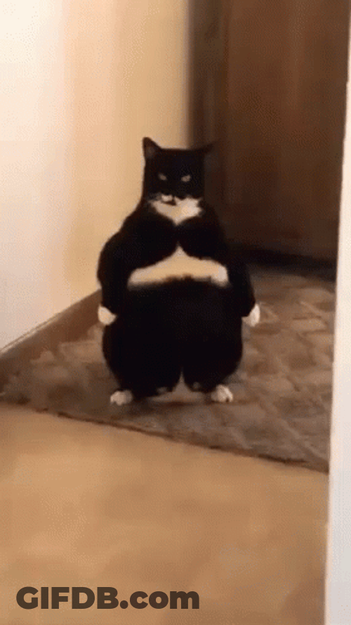 Fat Kitty Shooting Laser Beams GIF