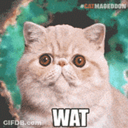 Fat Kitty Wat GIF