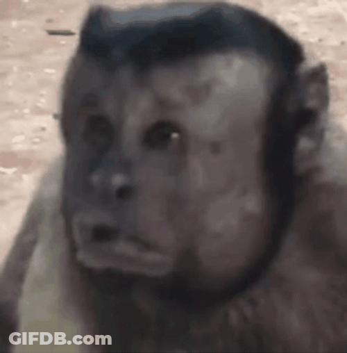 Fat Monkey Being Confused GIF