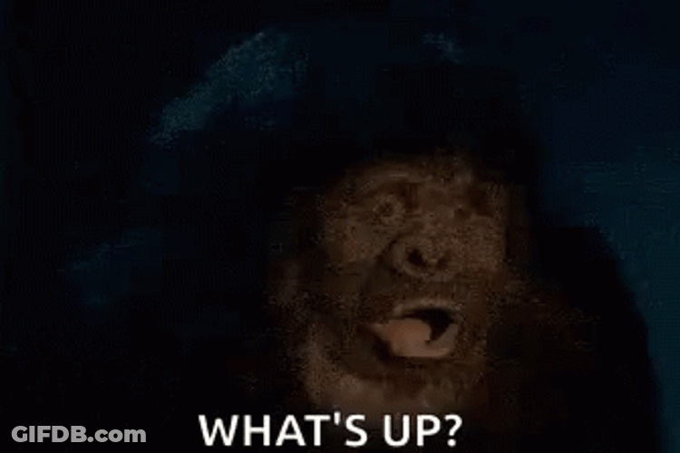 Fat Monkey Being Shocked GIF