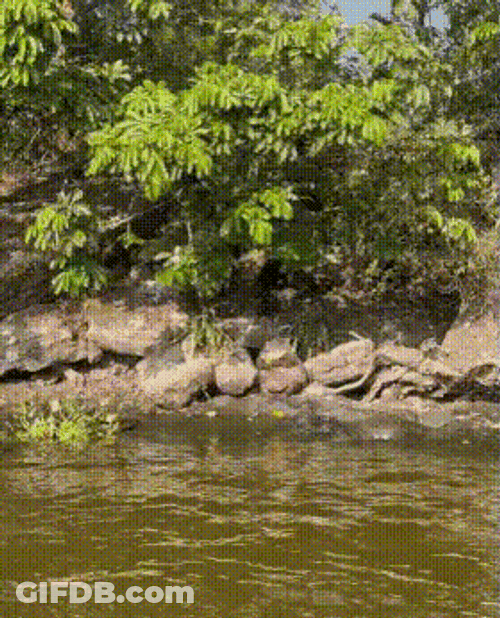Fat Monkey Consuming Food All Alone GIF