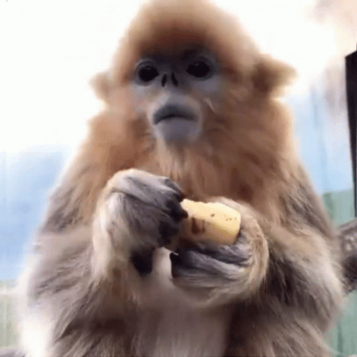 Fat Monkey Eating A Banana GIF