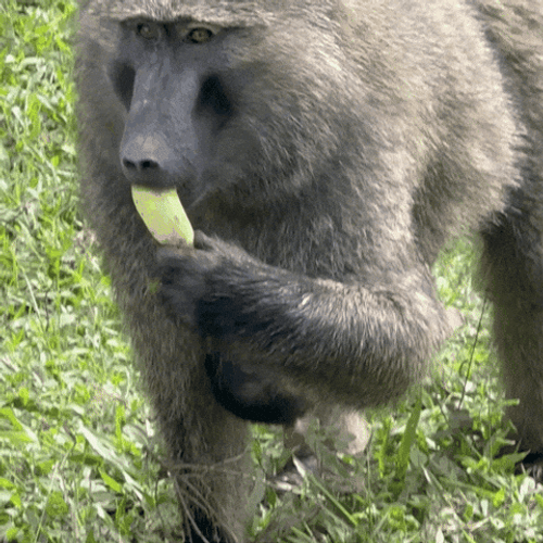 Fat Monkey Eating Banana On The Ground GIF