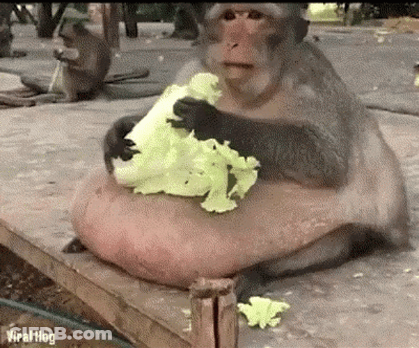 Fat Monkey Eating Cabbage GIF