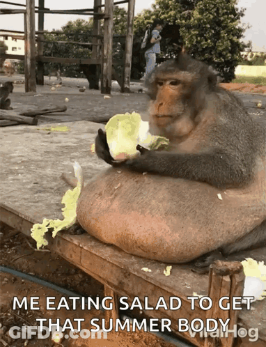 Fat Monkey Eating Salad Me Eating Salad To Get That Summer Body GIF