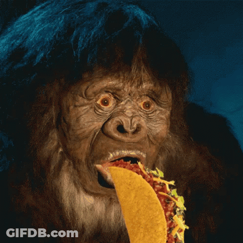 Fat Monkey Eating Taco GIF