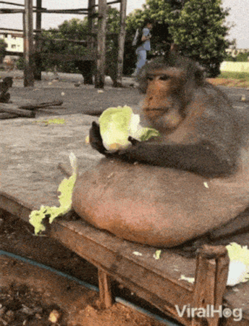 Fat Monkey GIF
