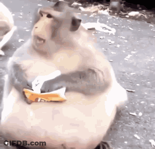 Fat Monkey Holding Food GIF