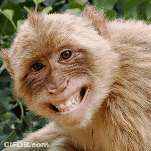 Fat Monkey In Big Smile GIF