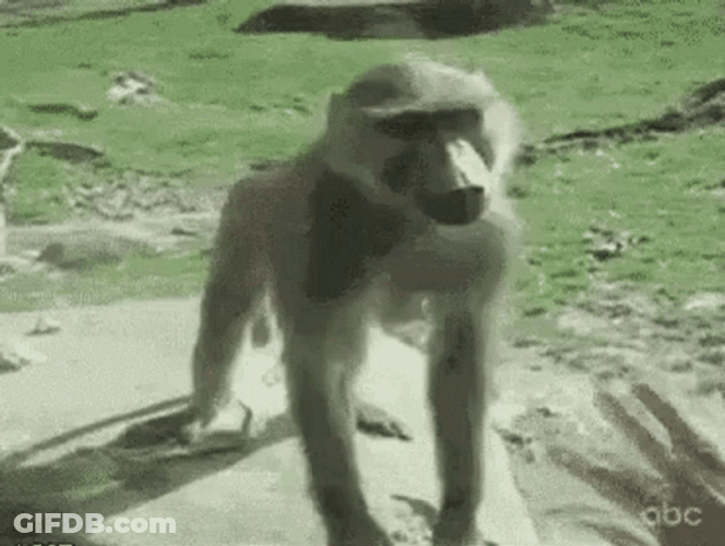 Fat Monkey Showing His Butt GIF