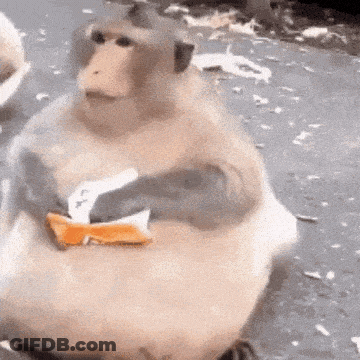 Fat Monkey Sitting Eating Bread GIF