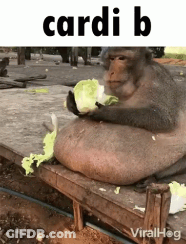Fat Monkey Sitting On Bench Eating Lettuce GIF