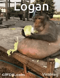 Fat Monkey Sitting On Bench Eating Lettuce GIF