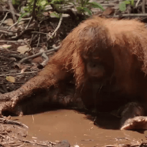 Fat Monkey Soaked In The Mud GIF