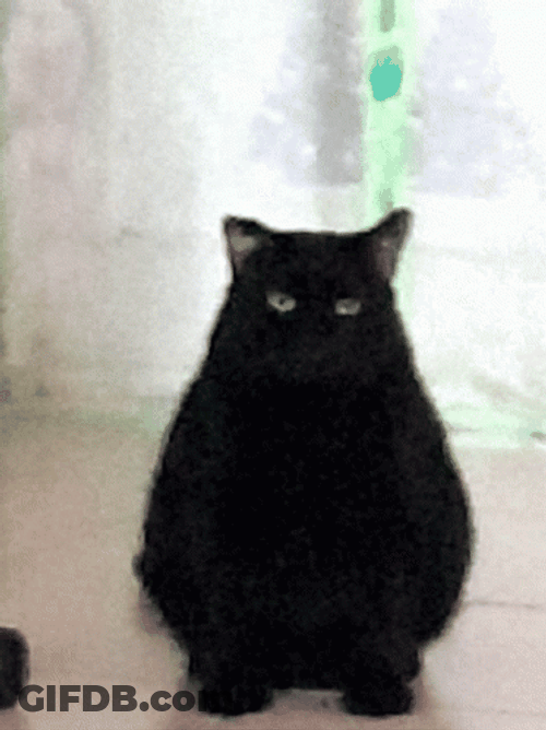 Fat Pet Black Cat GIF