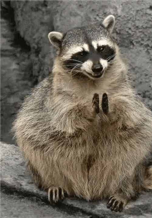 Fat Racoon Hehehe Clap GIF