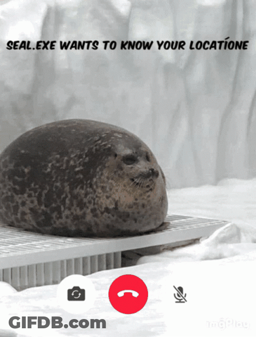 Fat Seal Wants To Know Your Location GIF