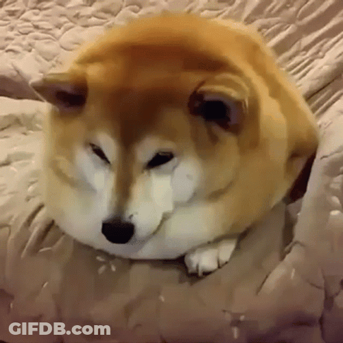 Fat Shiba Inu Exploding GIF