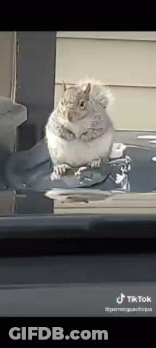 Fat Squirrel Sitting On Car Roof GIF