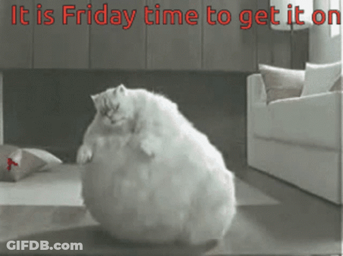 Fat White Cat It Is Friday GIF