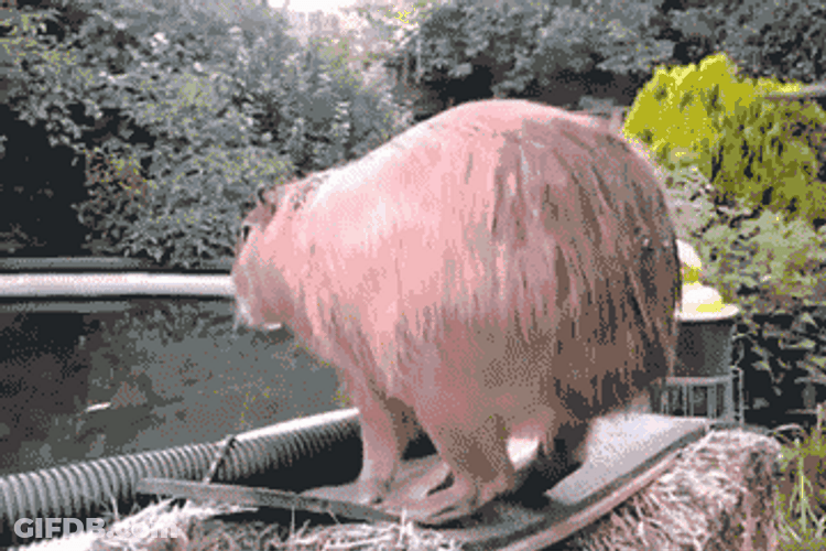 Fatty Capybara Pool Dive GIF
