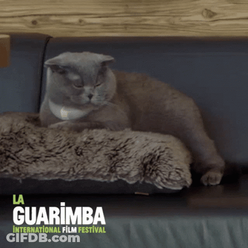 Fatty Cat So Full GIF