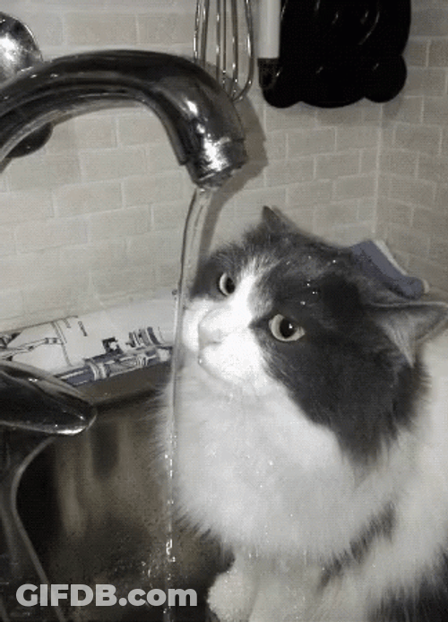Faucet Spout Drinking Cat GIF