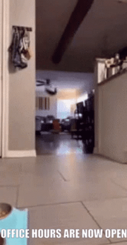 Fbi Open Up Frantic Cat Zoom In Meme GIF