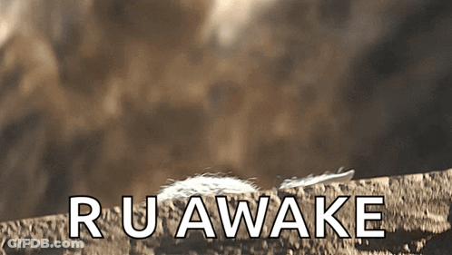 Feather Laying On Rock With Ruawake GIF
